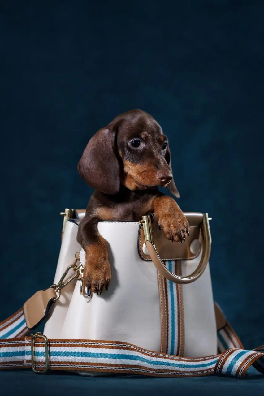 Щенок мини таксы с документами РКФ - Собаки (Животные) в Тюмень