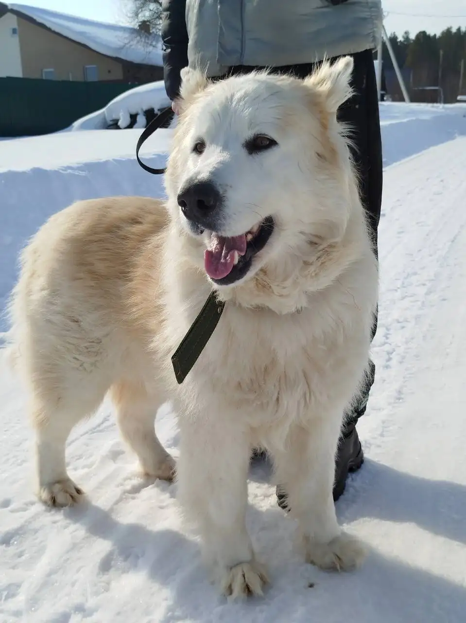 Ищет дом пёс по имени Сугроб - Собаки (Животные) в Екатеринбург
