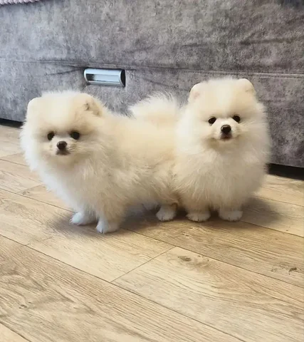 Отдам в добрые руки двух померанских шпицов - частное объявление в Екатеринбург