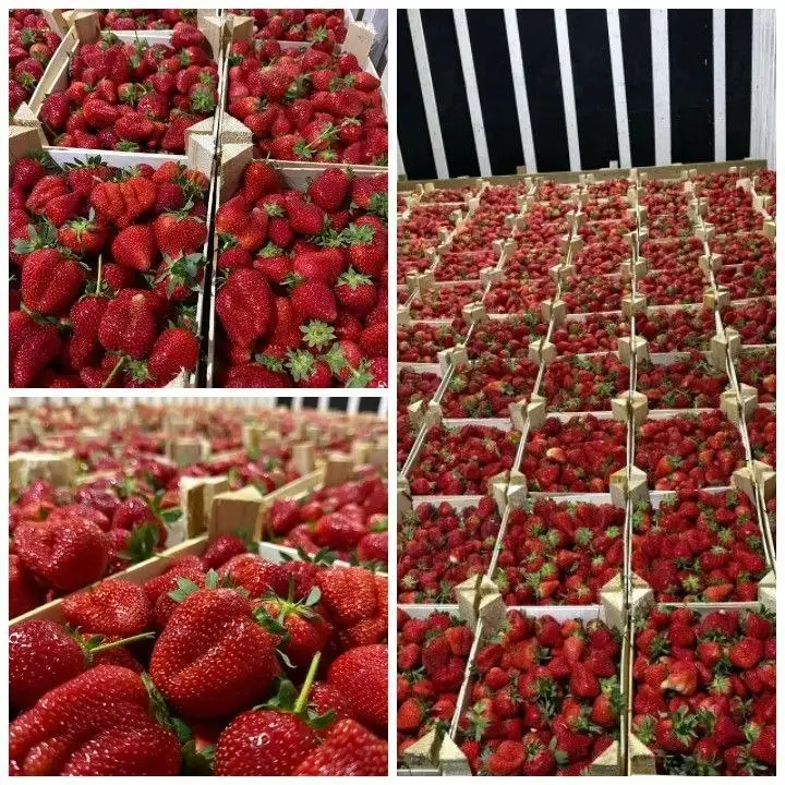 Сбор на клубнику из Кыргызстана - Продукты питания (Барахолка) в Екатеринбург