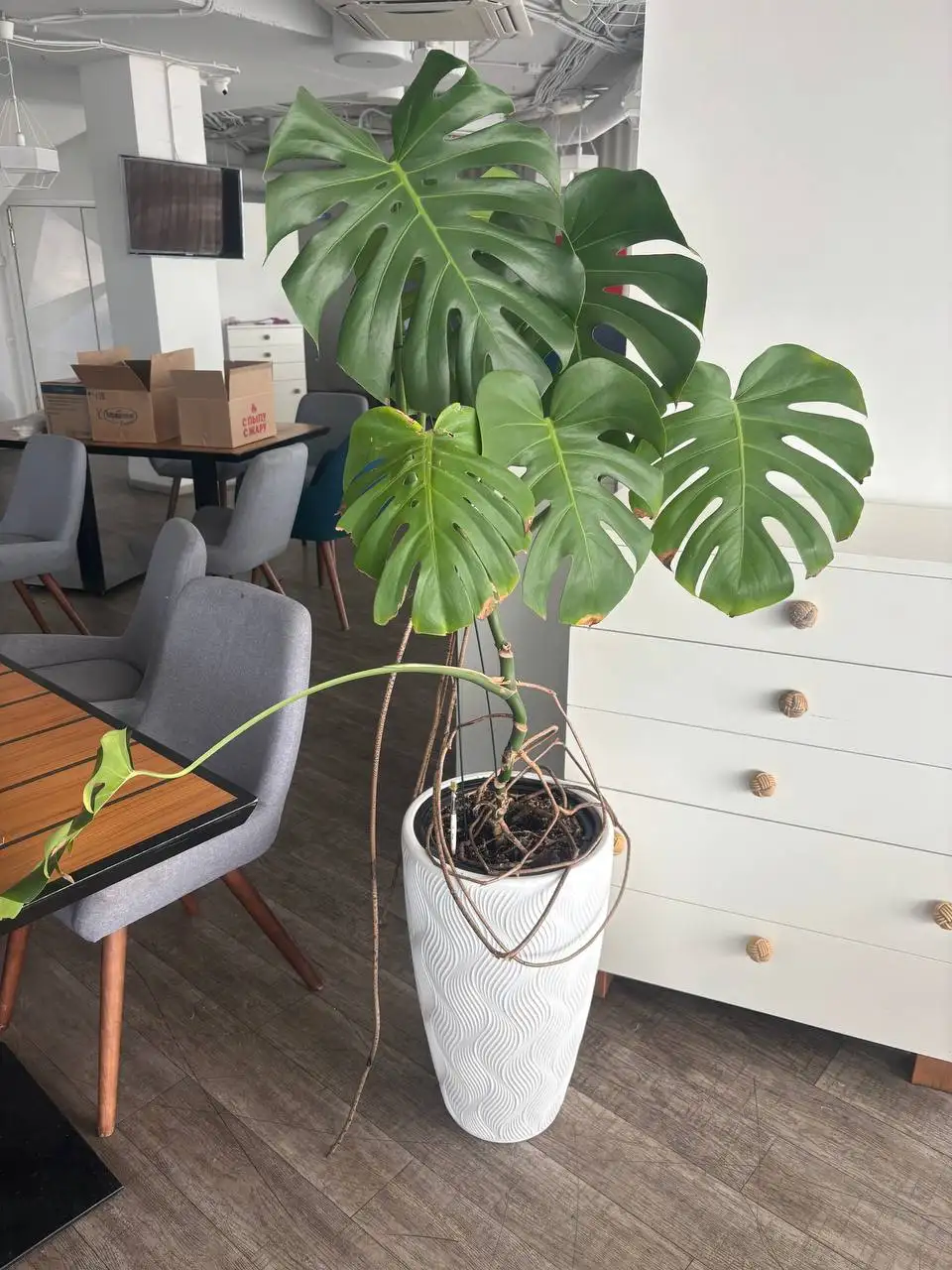 Продам взрослую монстеру вместе с кашпо - Растения (Для дома и дачи) в Екатеринбург