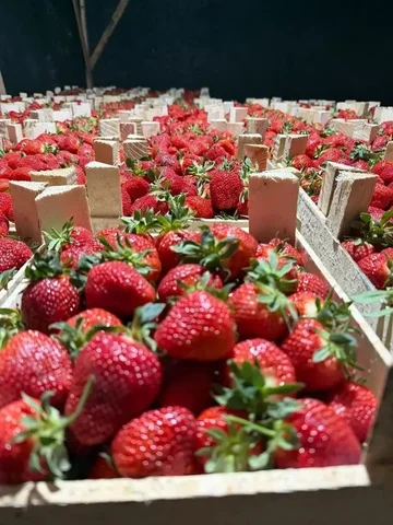 Бронь клубники из Киргизии - Инструменты в Екатеринбург