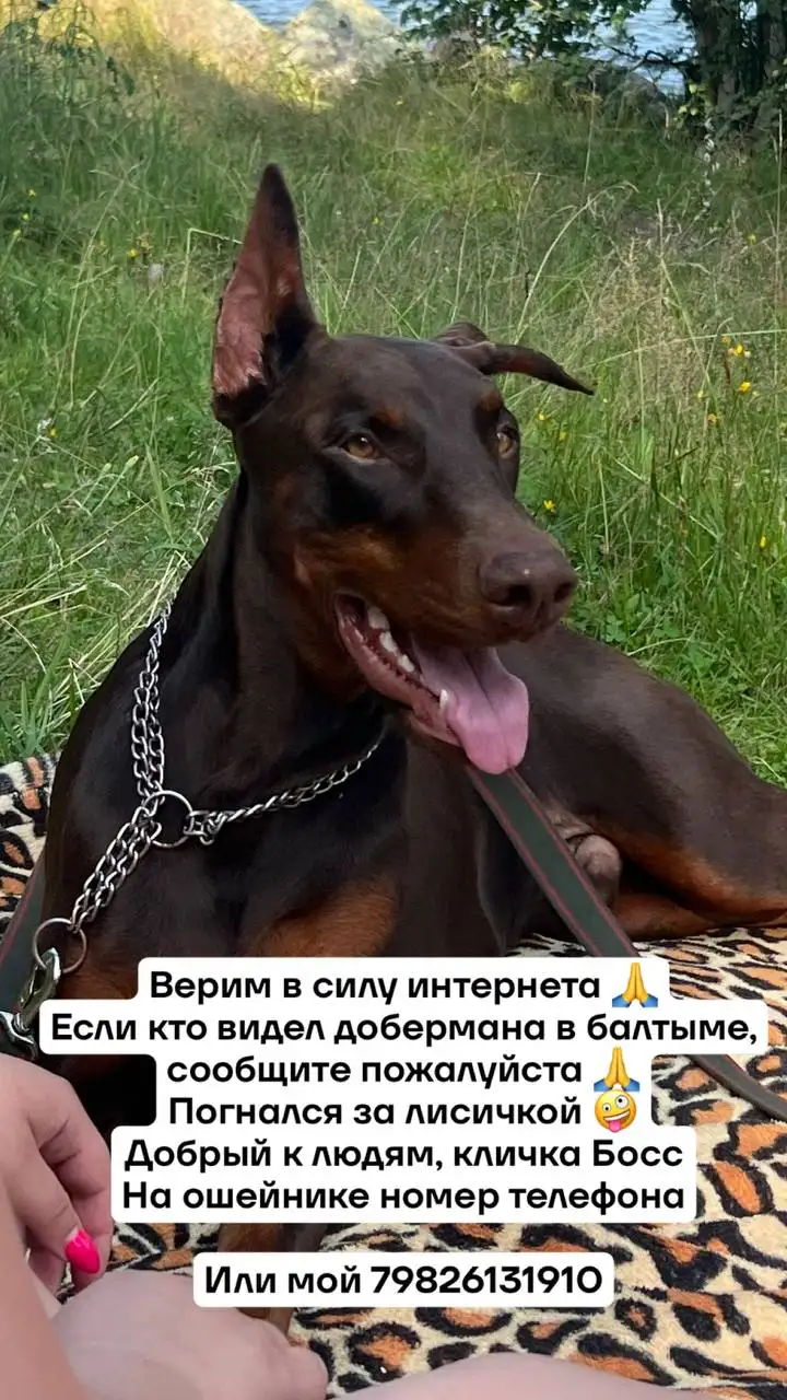 Убежал в районе Балтыма - Животные в Екатеринбург