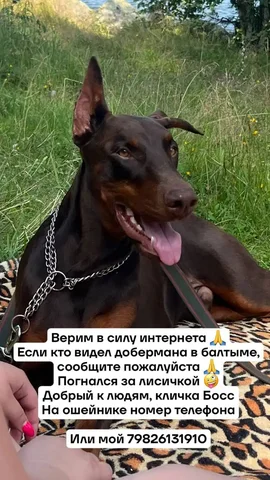 Убежал в районе Балтыма - Животные в Екатеринбург