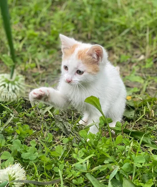 Отдам котят в добрые руки - Кошки в Екатеринбург