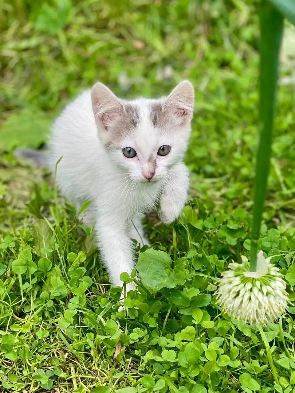 Отдам котят в добрые руки - Кошки (Животные) в Екатеринбург