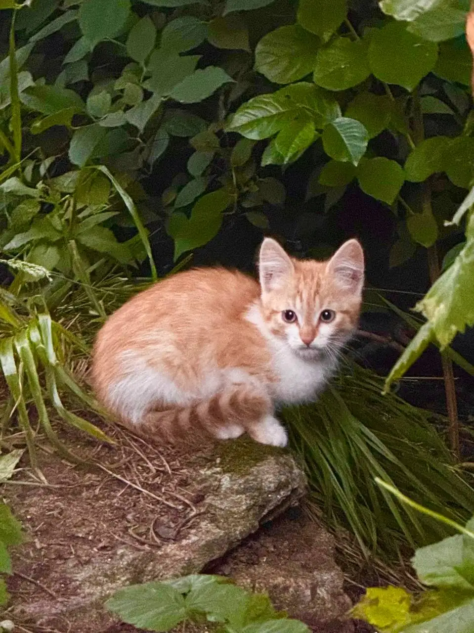 Отдам котят в добрые руки - Кошки (Животные) в Екатеринбург