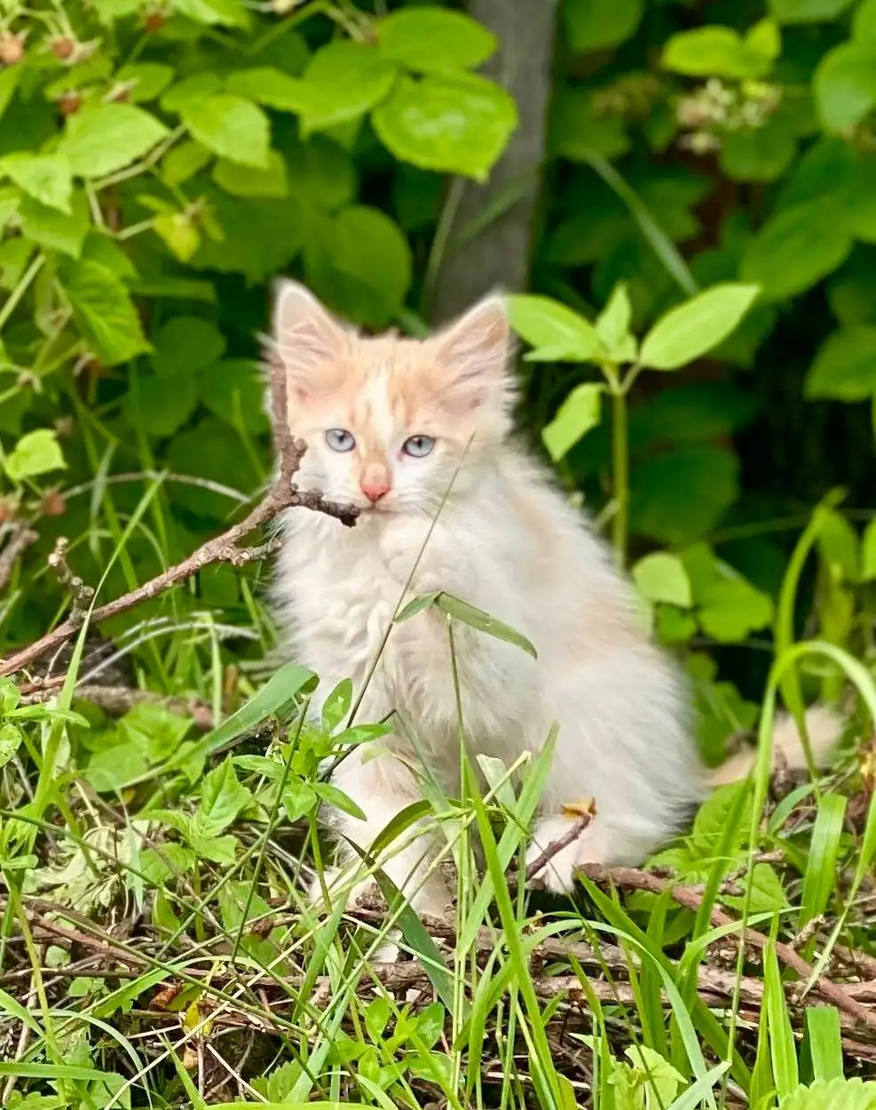 Отдам котят в добрые руки - Кошки (Животные) в Екатеринбург