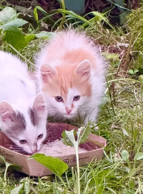 Отдам котят в добрые руки - Кошки (Животные) в Екатеринбург