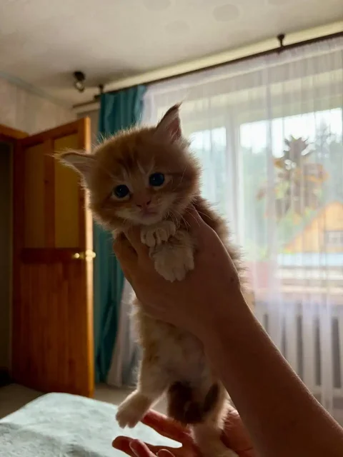 Продаются котята мейн-кун - Животные в Екатеринбург