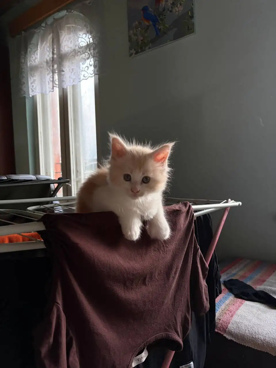 Продаются котята мейн-кун - Животные в Екатеринбург