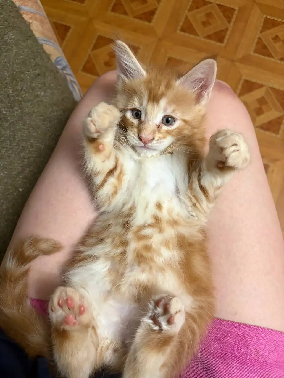 Продаются котята мейн-кун - Животные в Екатеринбург