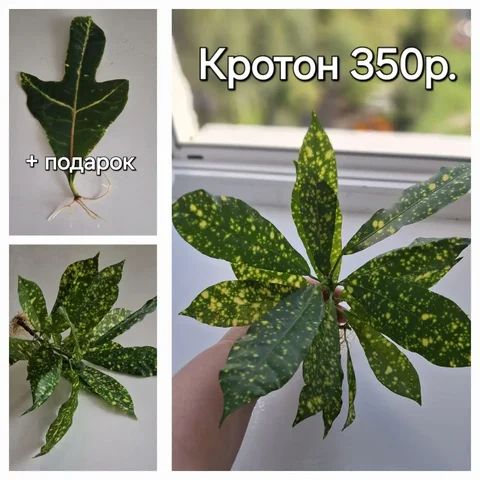 Продам кротон укоренённый пышный кустик - Растения и цветы в Екатеринбург