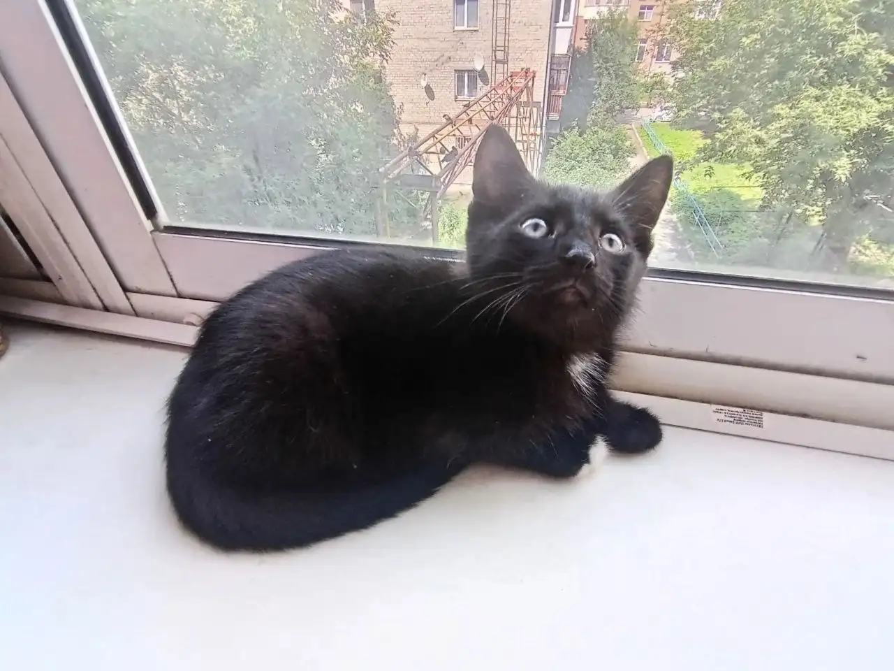 Отдам котёнка в добрые руки - Кошки (Животные) в Екатеринбург