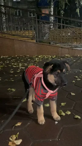 Овчарка девочка щенок - Животные в Новокузнецк