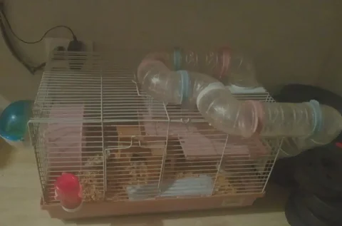 Клетка для хомяка с аксессуарами - Животные в Новокузнецк