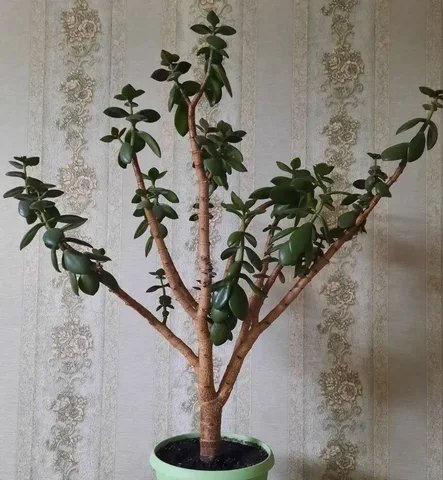 Барахолка Купи-Продай Новокузнецк - Хобби и отдых в Новокузнецк