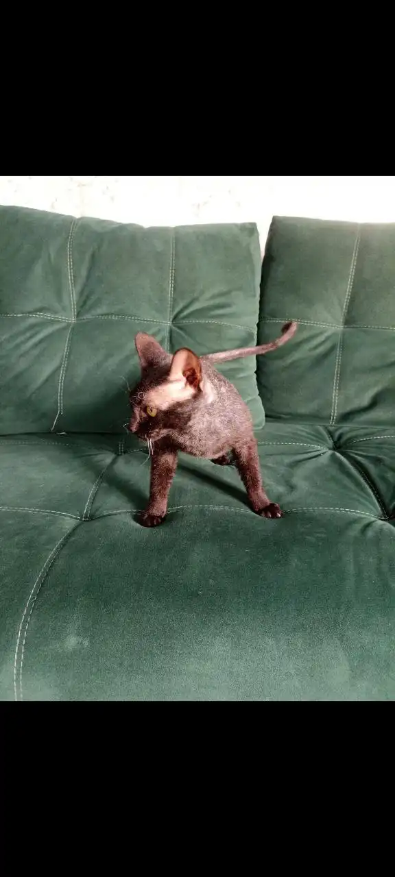 Кот породы Сфинкс 1 год