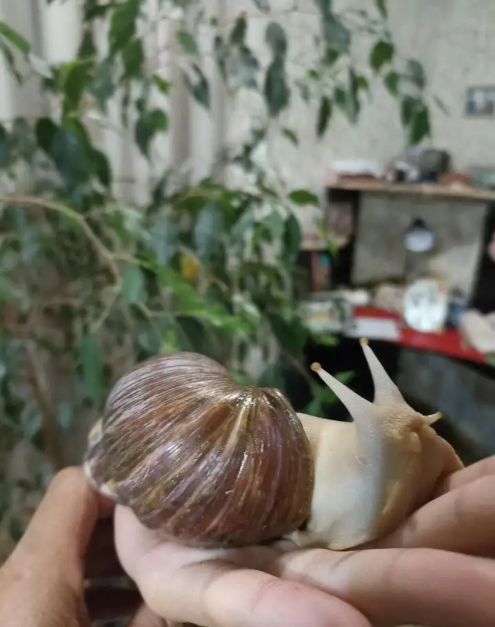 Бесплатные улитки в Заводском районе