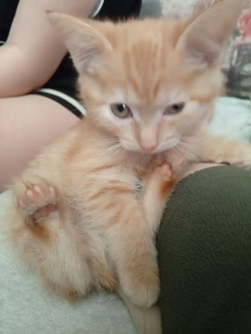 Продам кота