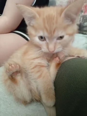 Продам кота - Животные в Новокузнецк