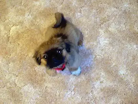 Пекинес, девочка, 4 месяца - частное объявление в Новокузнецк