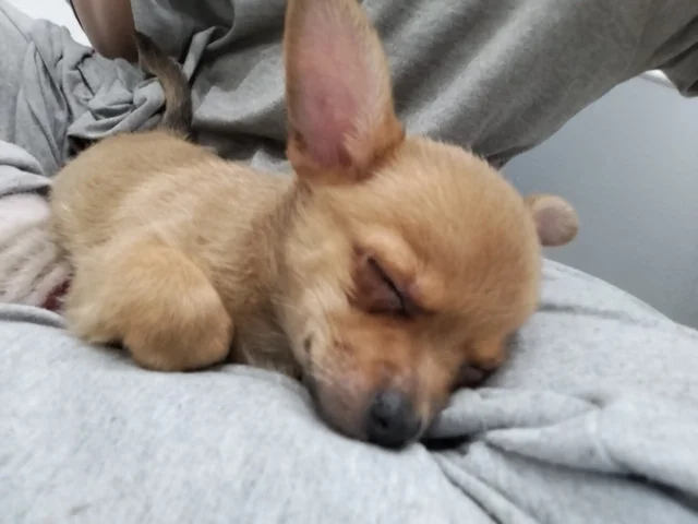 Продается чихуахуа мальчик 2 месяца - Кошки в Новокузнецк