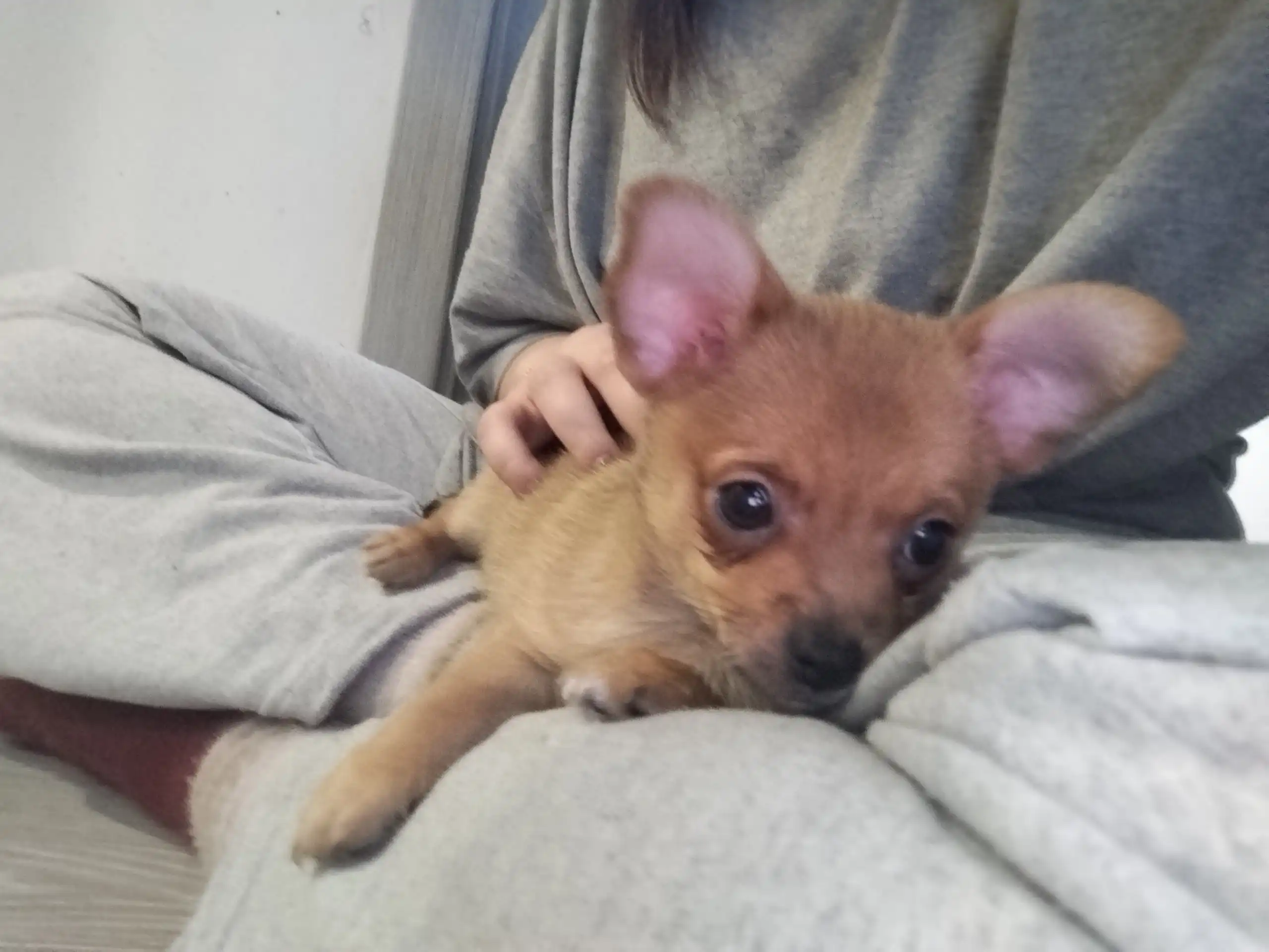 Продается чихуахуа мальчик 2 месяца - Собаки (Животные) в Новокузнецк