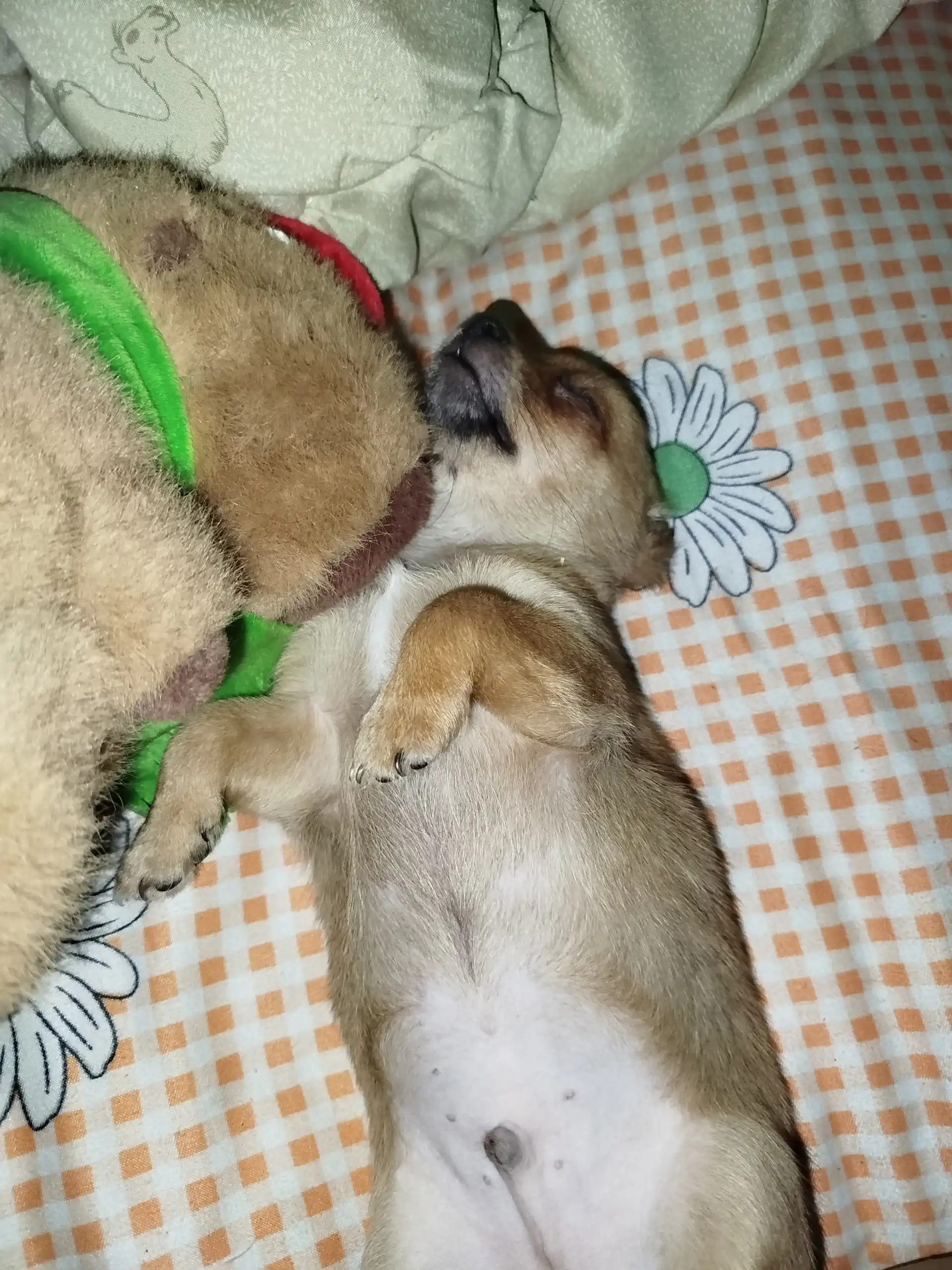 Продается чихуахуа мальчик 2 месяца - Собаки (Животные) в Новокузнецк