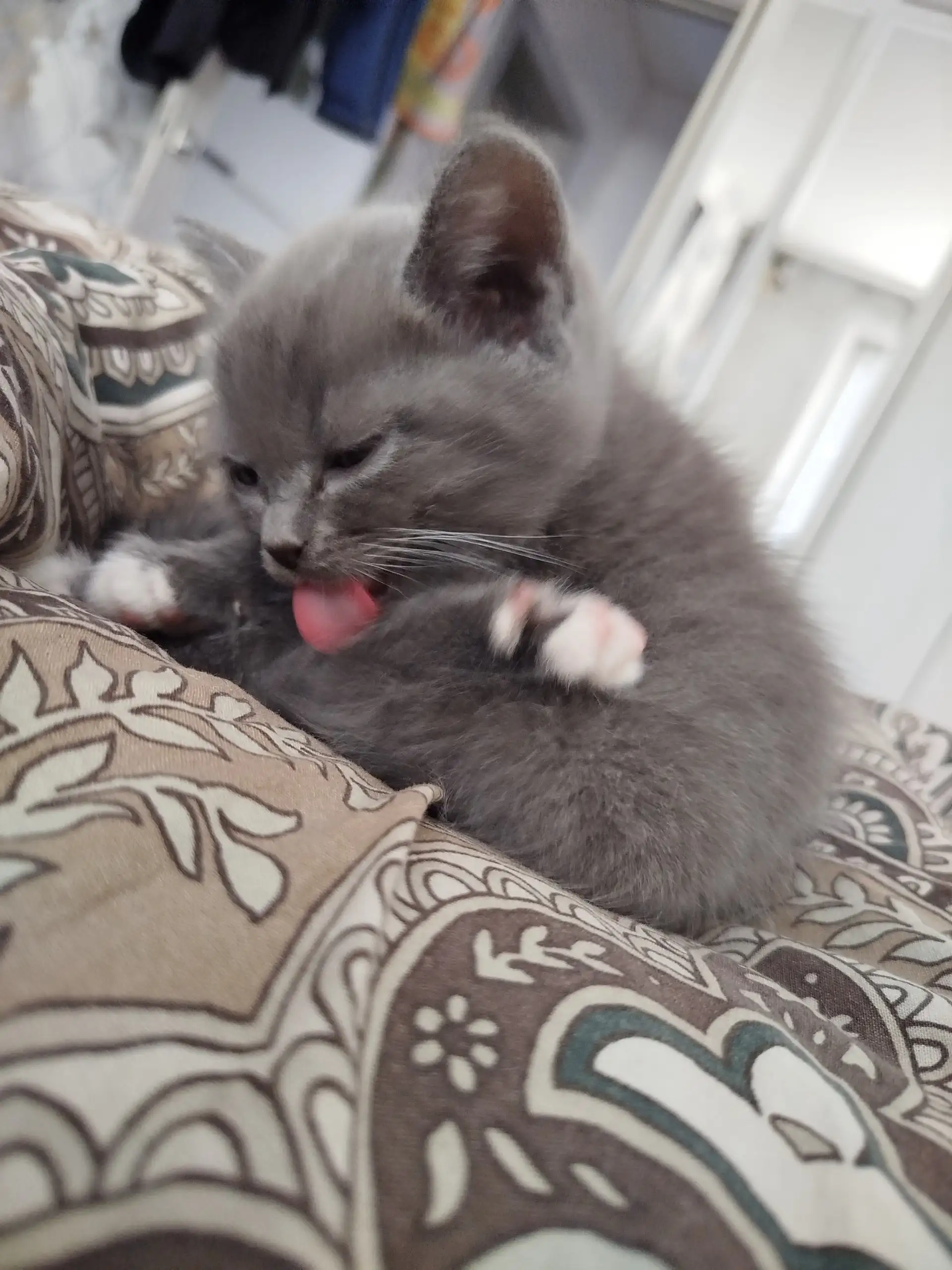 Котенок 2 месяца в добрые руки - Кошки (Животные) в Новокузнецк