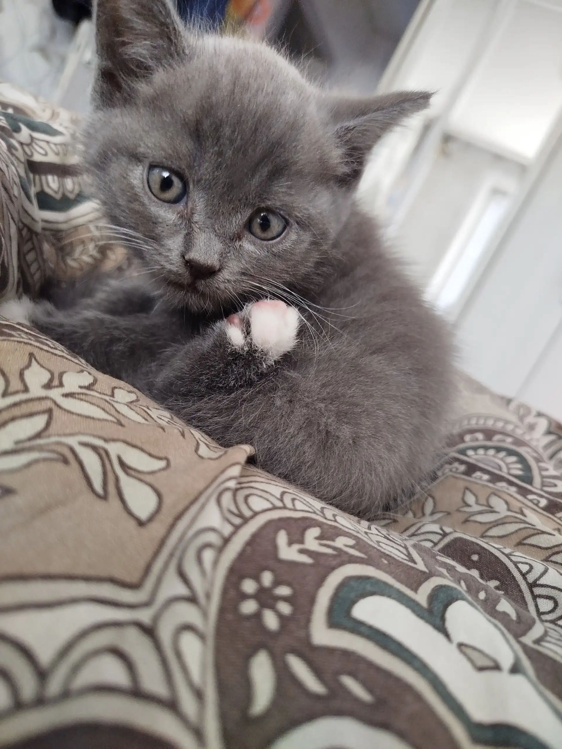 Котенок 2 месяца в добрые руки - Кошки (Животные) в Новокузнецк