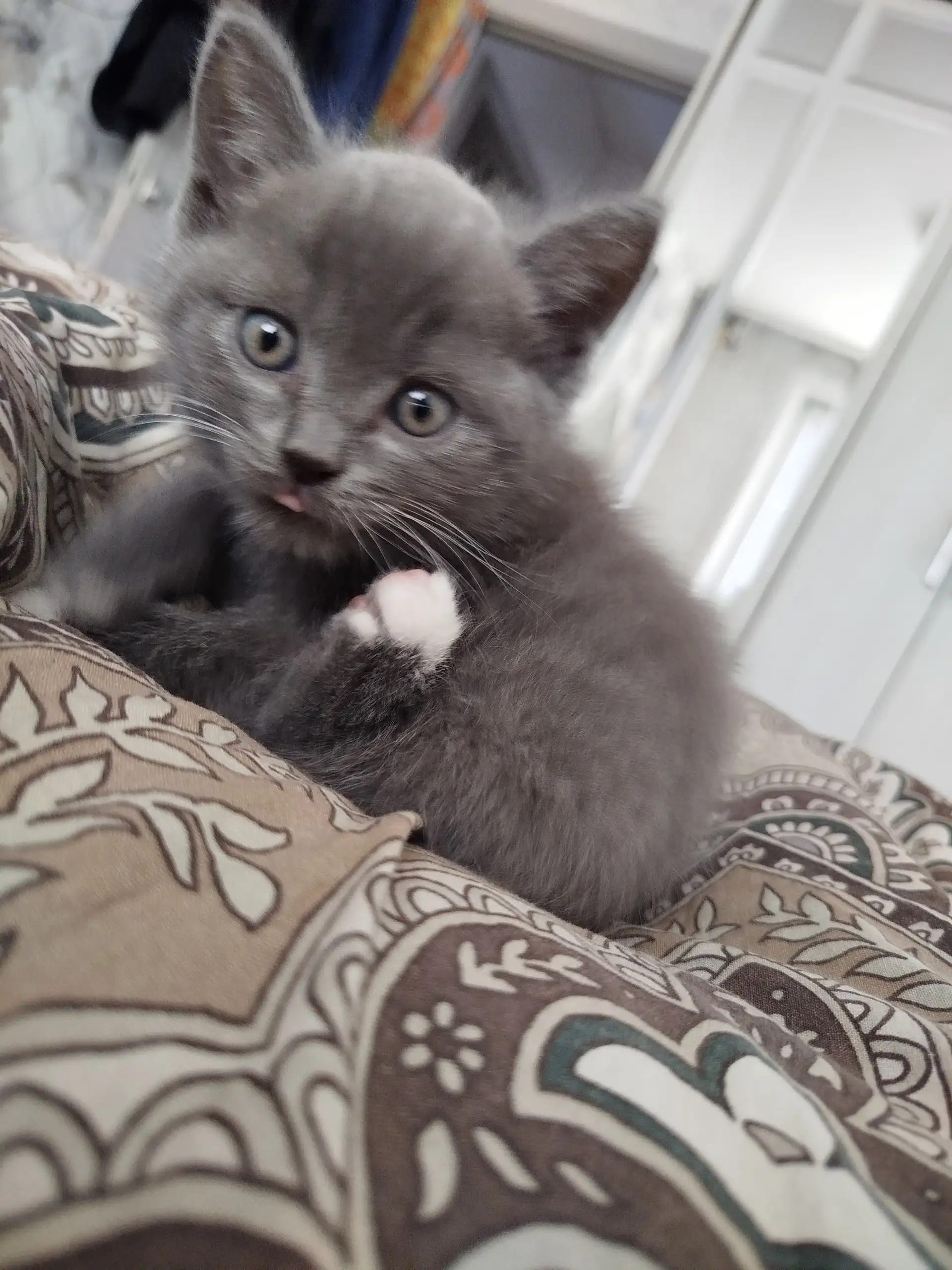 Котенок 2 месяца в добрые руки - Кошки (Животные) в Новокузнецк