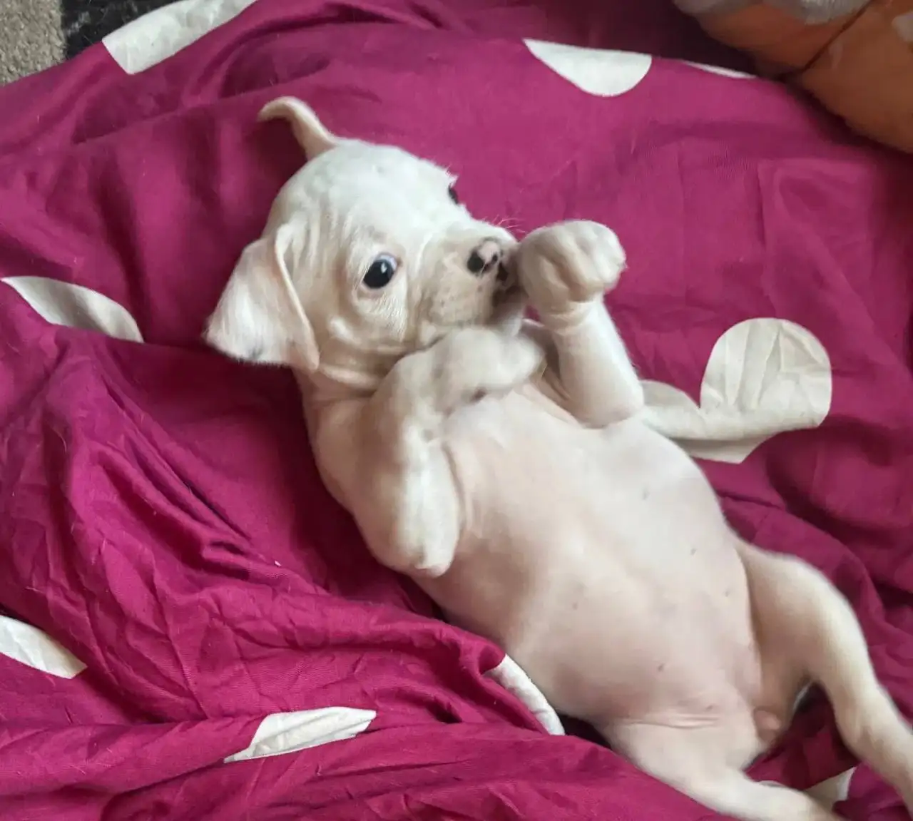 Щенок немецкого боксёра - Собаки (Животные) в Новокузнецк