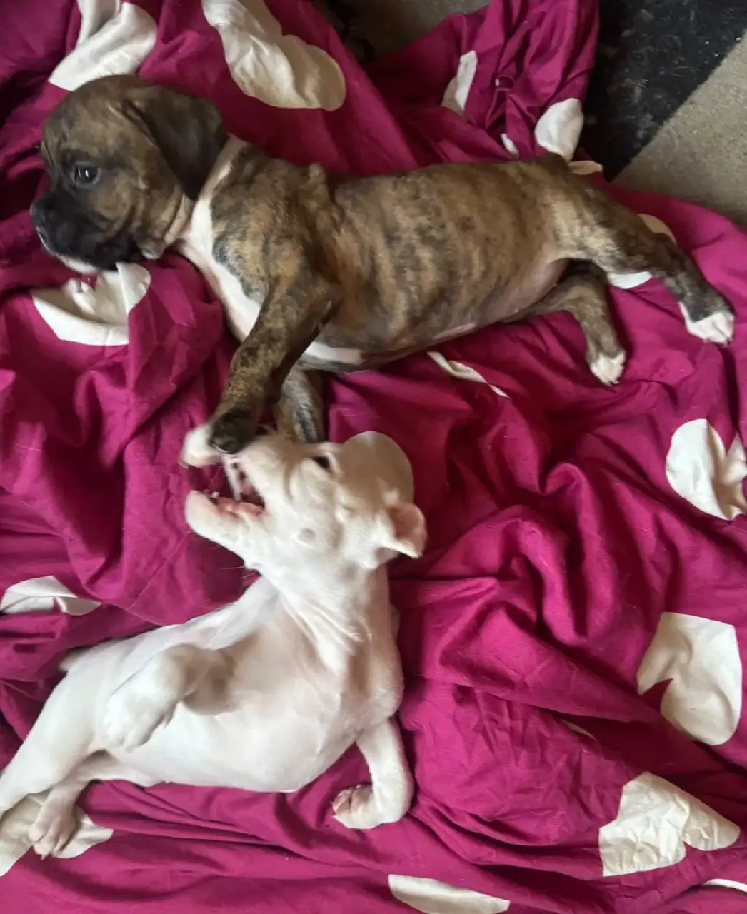 Щенок немецкого боксёра - Собаки (Животные) в Новокузнецк