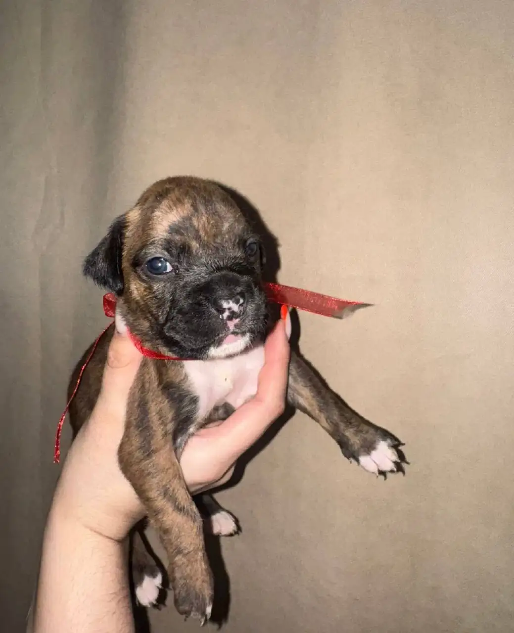 Щенок немецкого боксёра - Собаки (Животные) в Новокузнецк