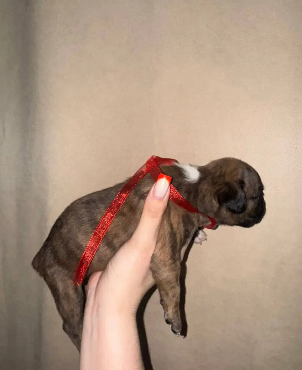 Щенок немецкого боксёра - Собаки (Животные) в Новокузнецк