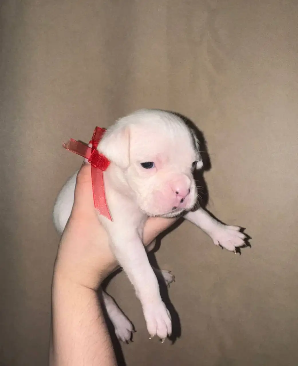 Щенок немецкого боксёра - Собаки (Животные) в Новокузнецк