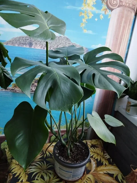 Продам комнатные растения: Монстера, каланхоэ, сансевьерия - частное объявление в Новокузнецк