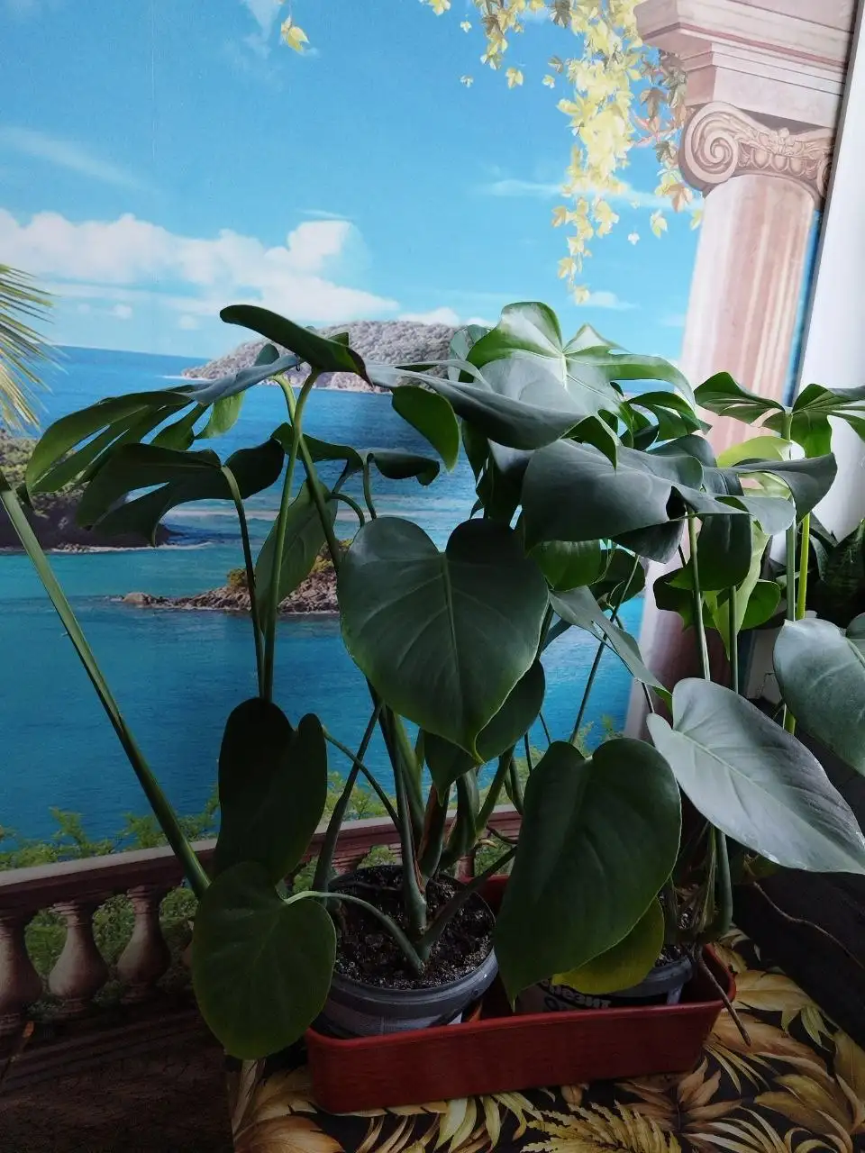 Продам комнатные растения: Монстера, каланхоэ, сансевьерия - Комнатные растения (Хобби и отдых) в Новокузнецк