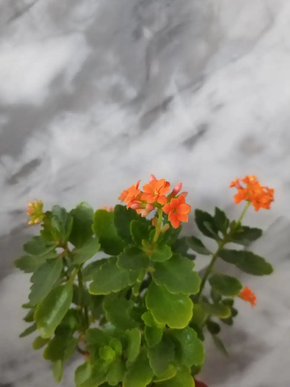 Продам комнатные растения: Монстера, каланхоэ, сансевьерия - Комнатные растения (Хобби и отдых) в Новокузнецк