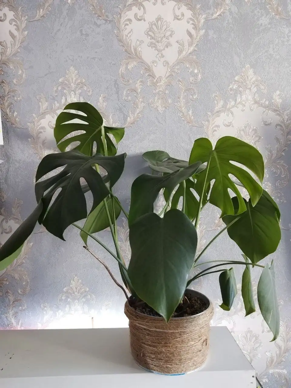 Продам комнатные растения - Растения (Хобби и отдых) в Новокузнецк