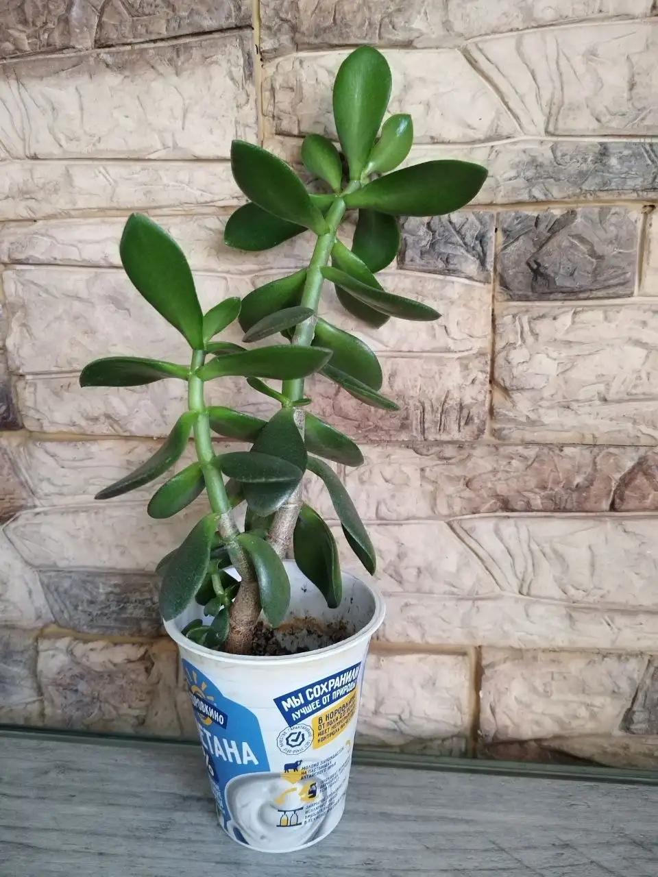 Продам комнатные растения - Растения (Хобби и отдых) в Новокузнецк