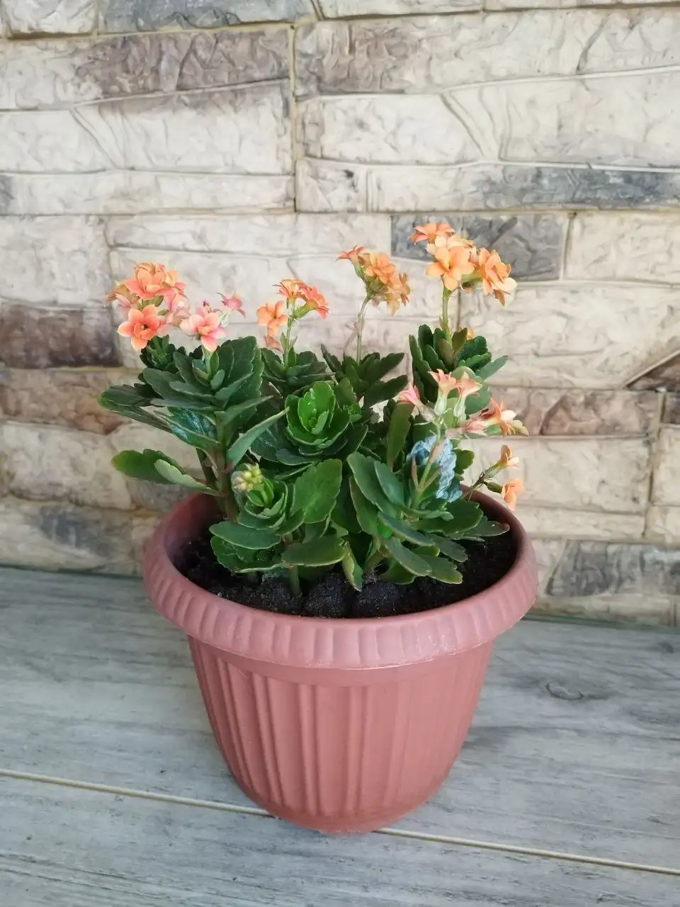 Продам комнатные растения - Растения (Хобби и отдых) в Новокузнецк