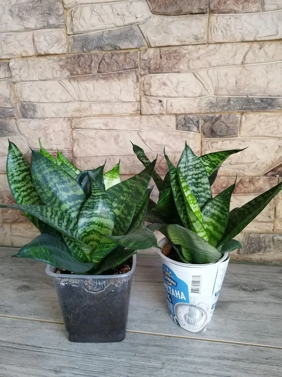 Продам комнатные растения - Растения (Хобби и отдых) в Новокузнецк