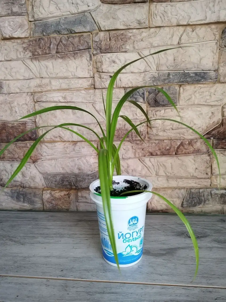 Продам комнатные растения - Растения (Хобби и отдых) в Новокузнецк