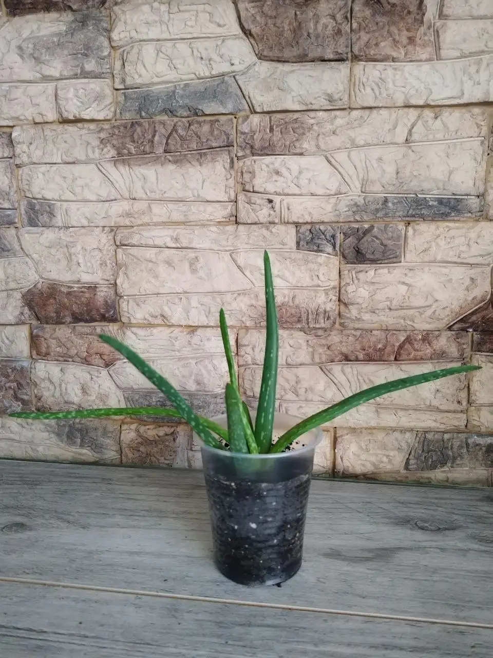 Продам комнатные растения - Растения (Хобби и отдых) в Новокузнецк