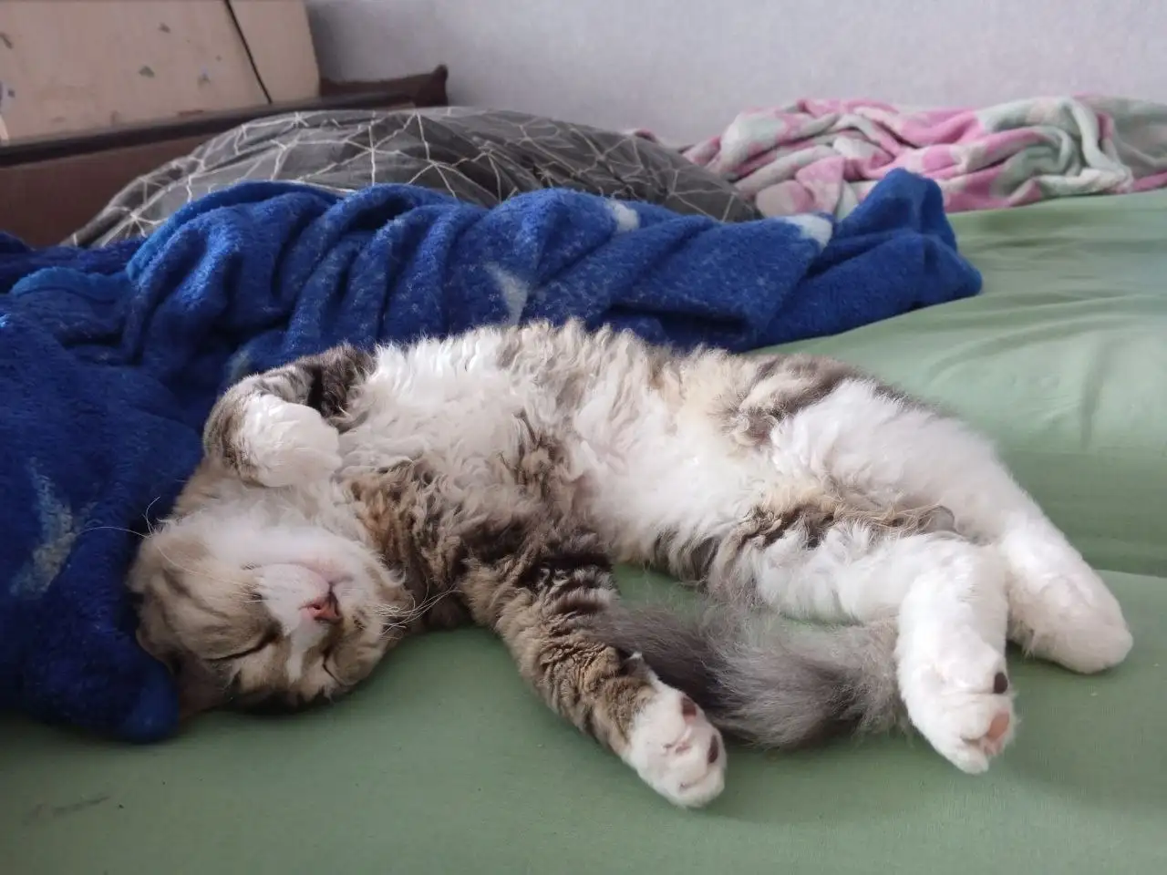 Отдам котенка в хорошие руки - Кошки (Животные) в Новокузнецк