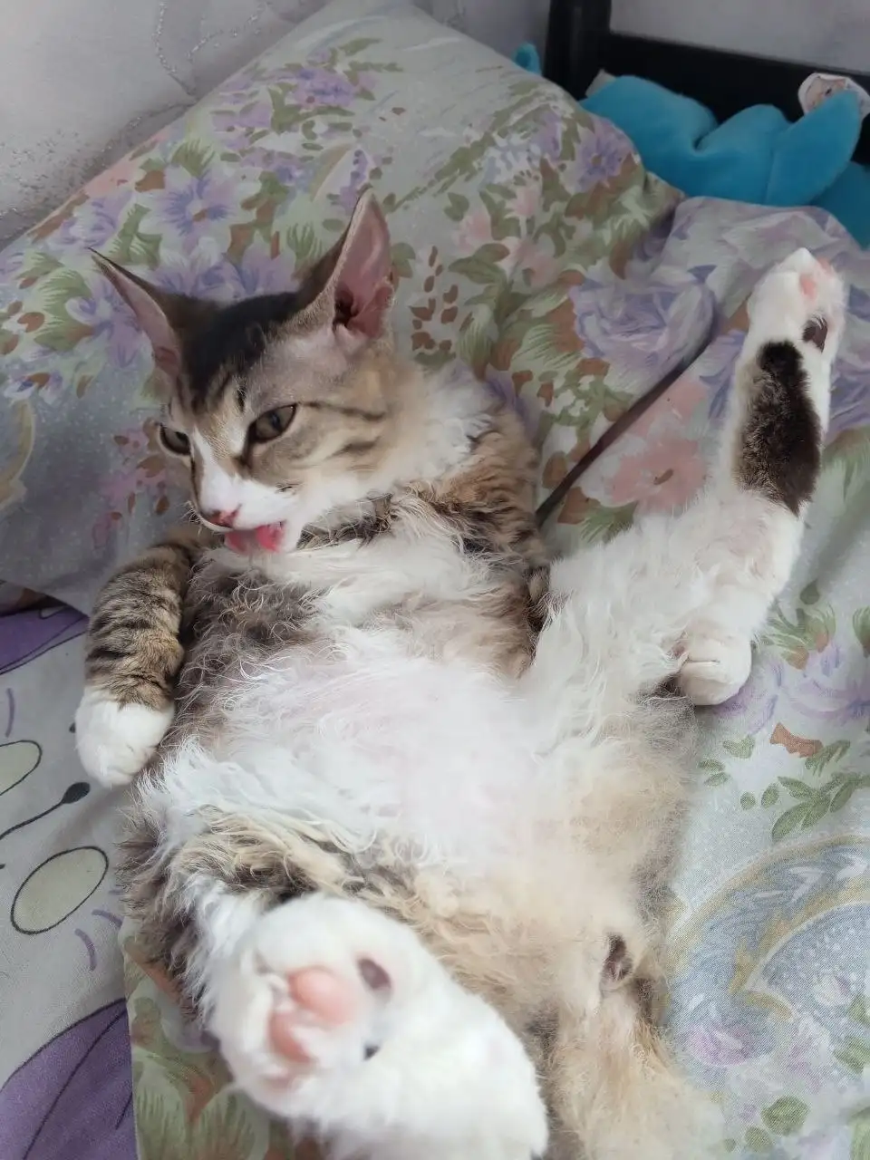 Отдам котенка в хорошие руки - Кошки (Животные) в Новокузнецк