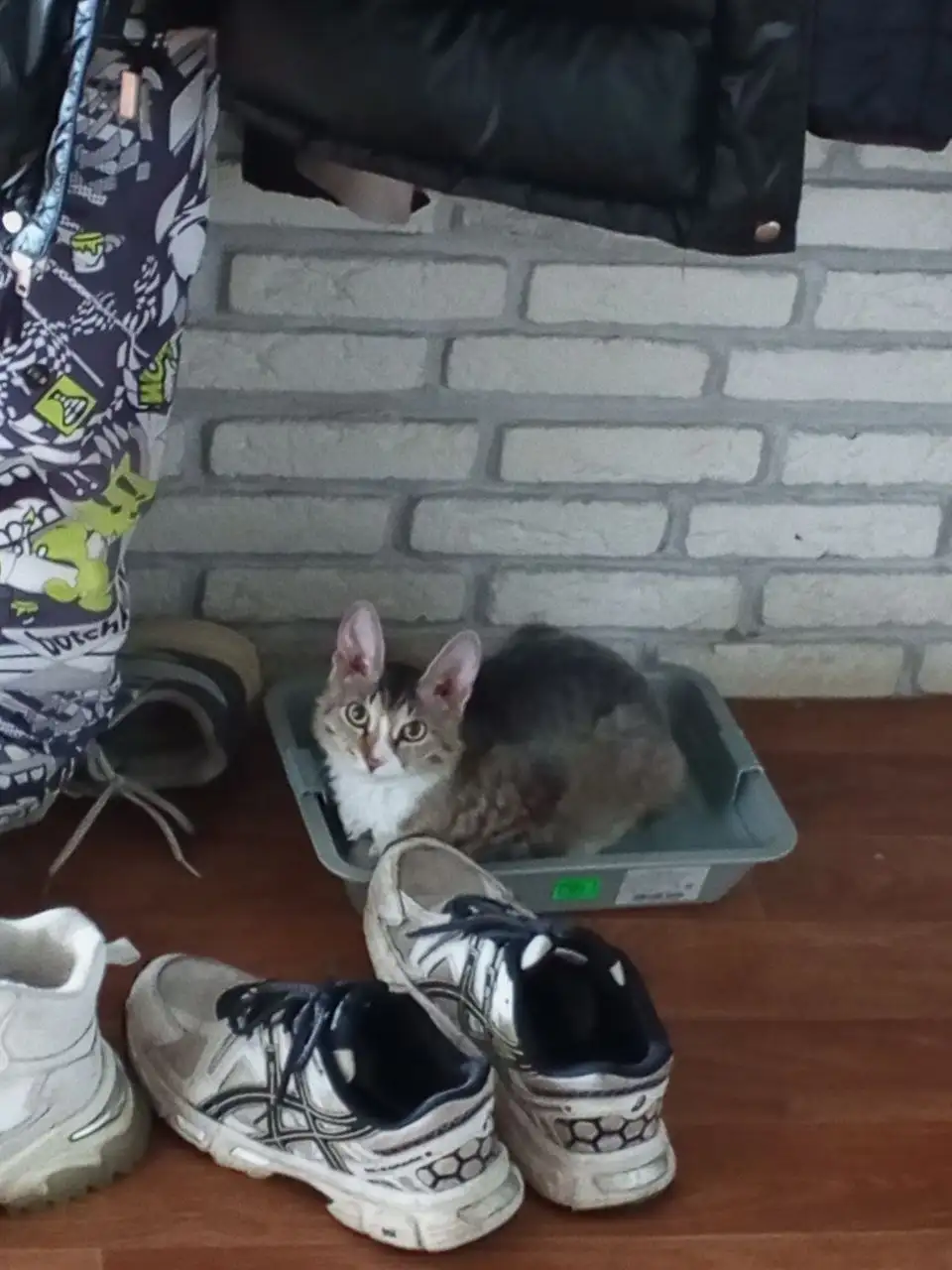 Отдам котенка в хорошие руки - Кошки (Животные) в Новокузнецк