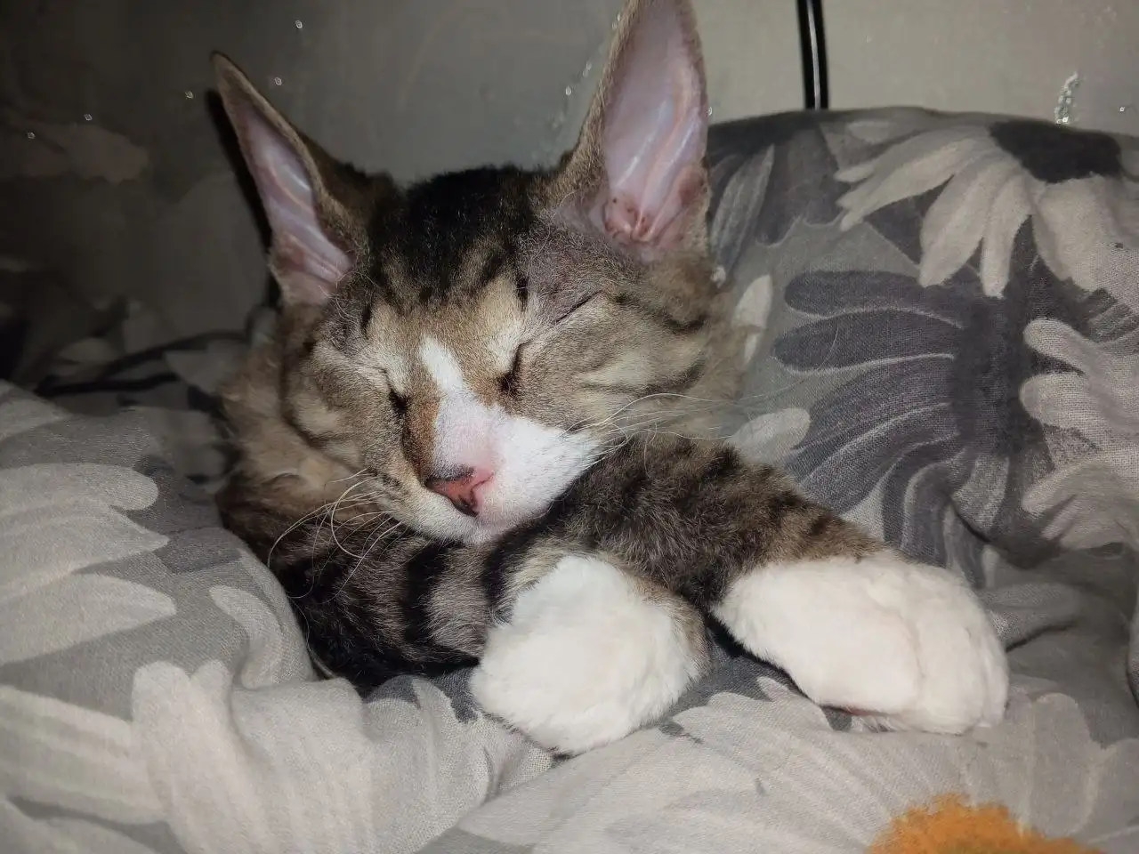 Отдам котенка в хорошие руки - Кошки (Животные) в Новокузнецк